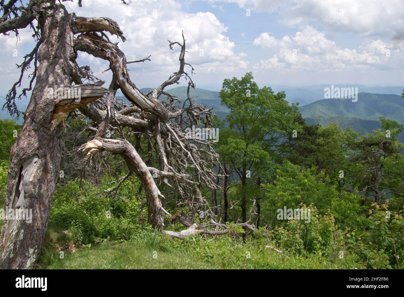A large dead tree snag overlooks the scenic Appalachian mountains in summer and creates a habitat for native animals and birds Stock Photo