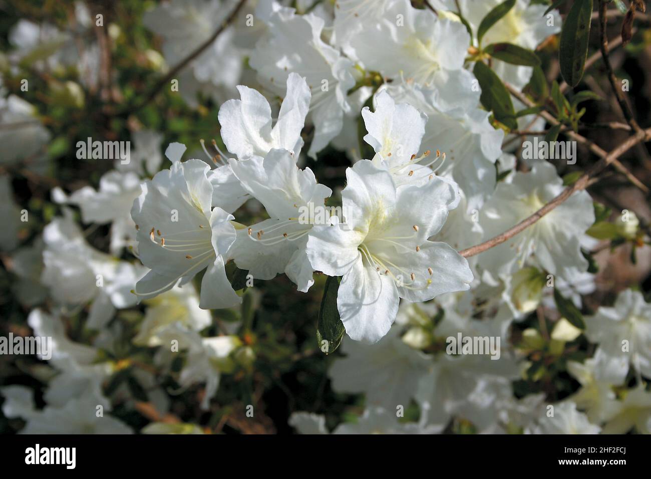 Close-up of delicate white azalea flowers in spring with open petals and protruding pistols and stamens Stock Photo