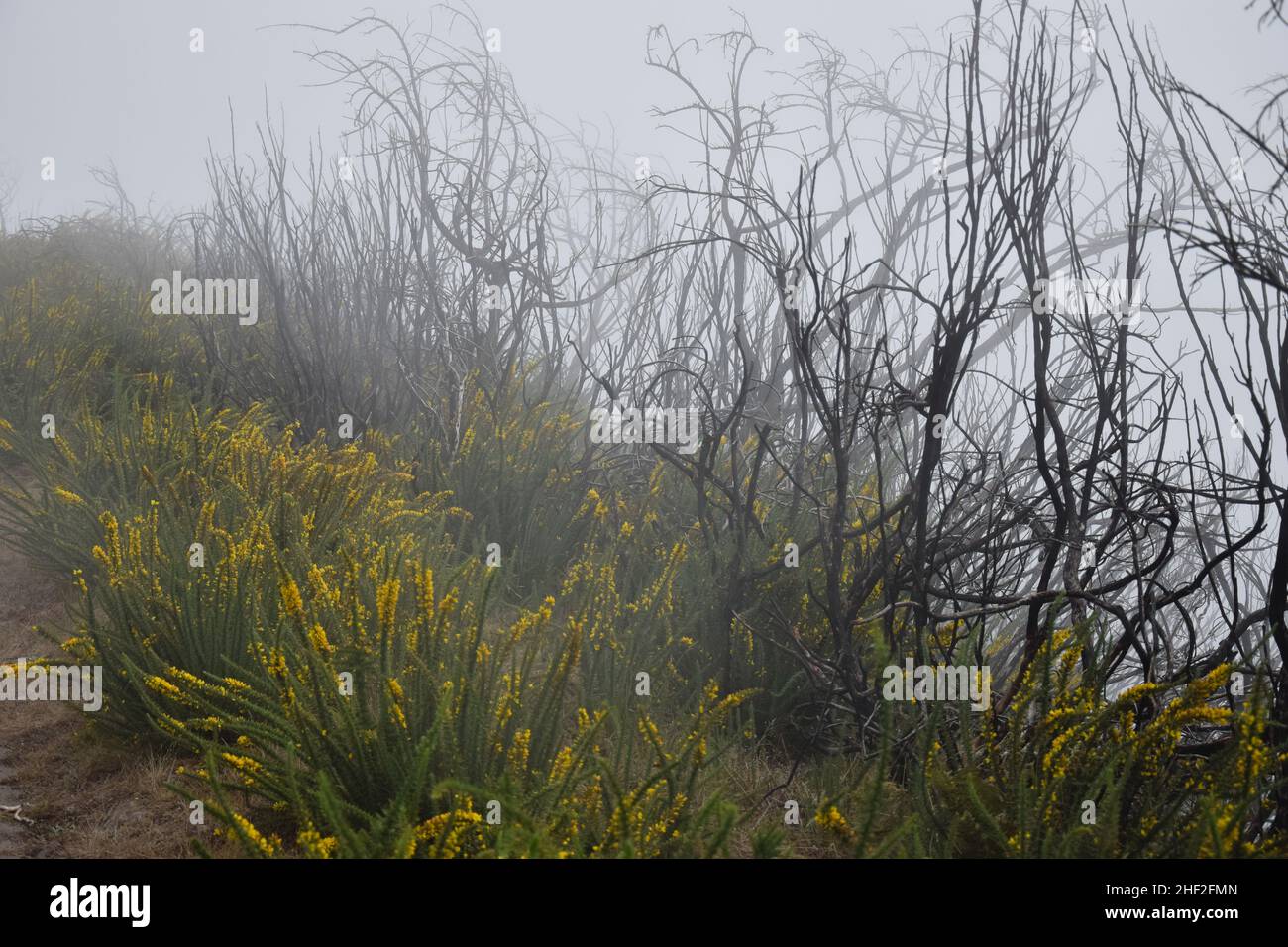 bushes broom on a fogy misty morning madeira Stock Photo