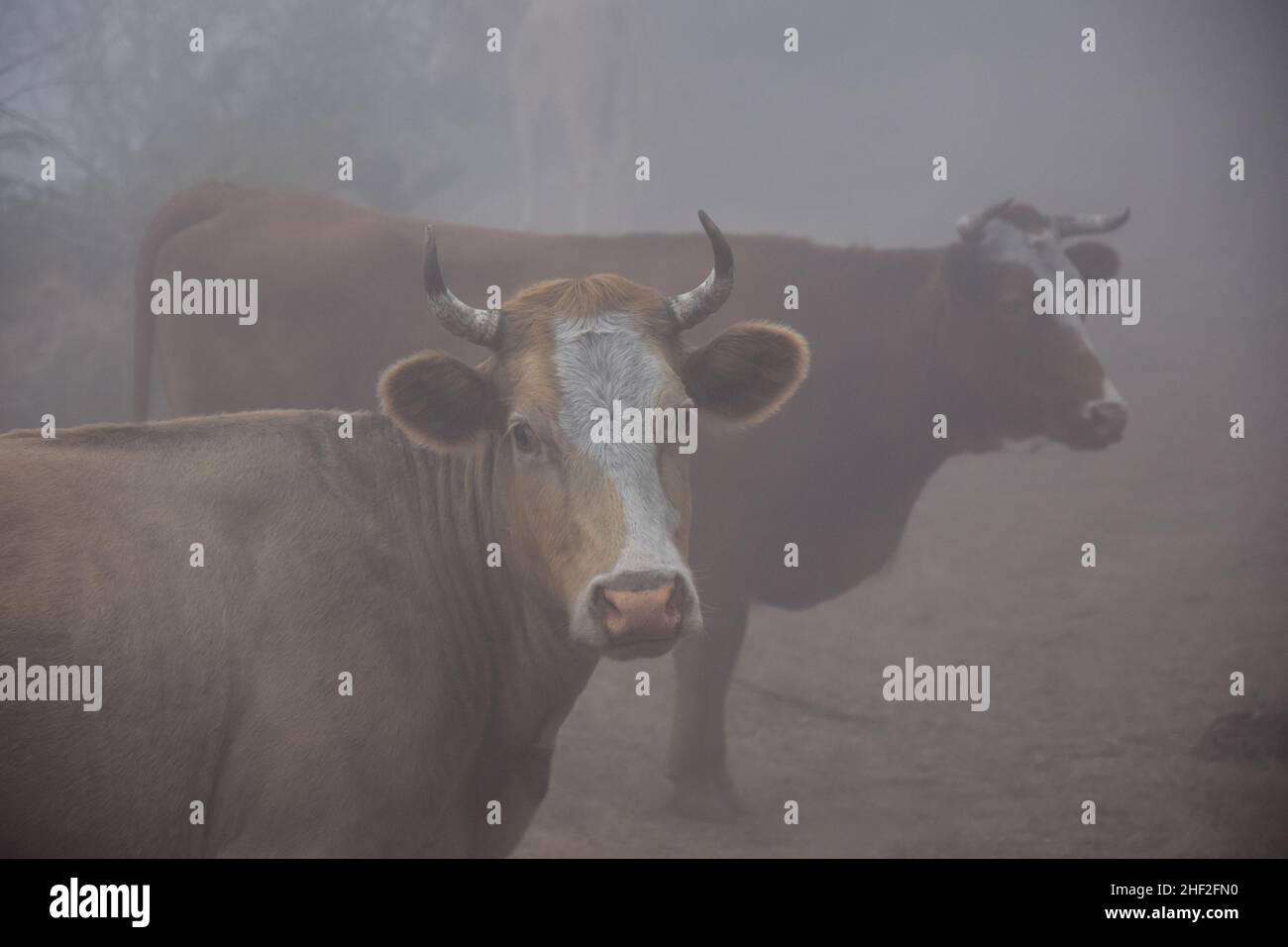 cows cattles on a fogy misty morning madeira Stock Photo