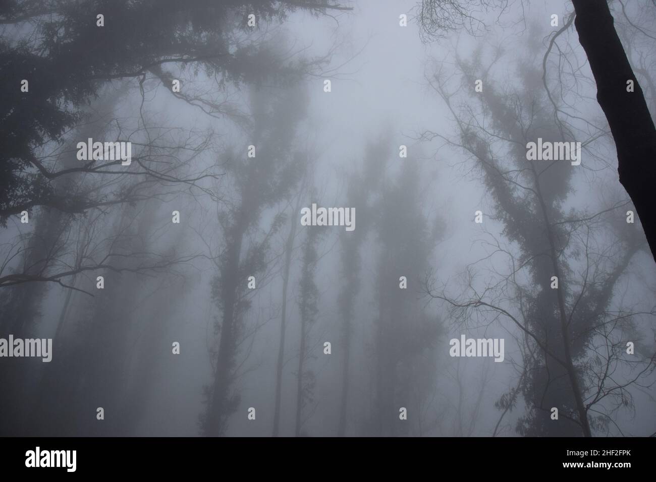 eucalyptus trees on a fogy misty morning madeira Stock Photo