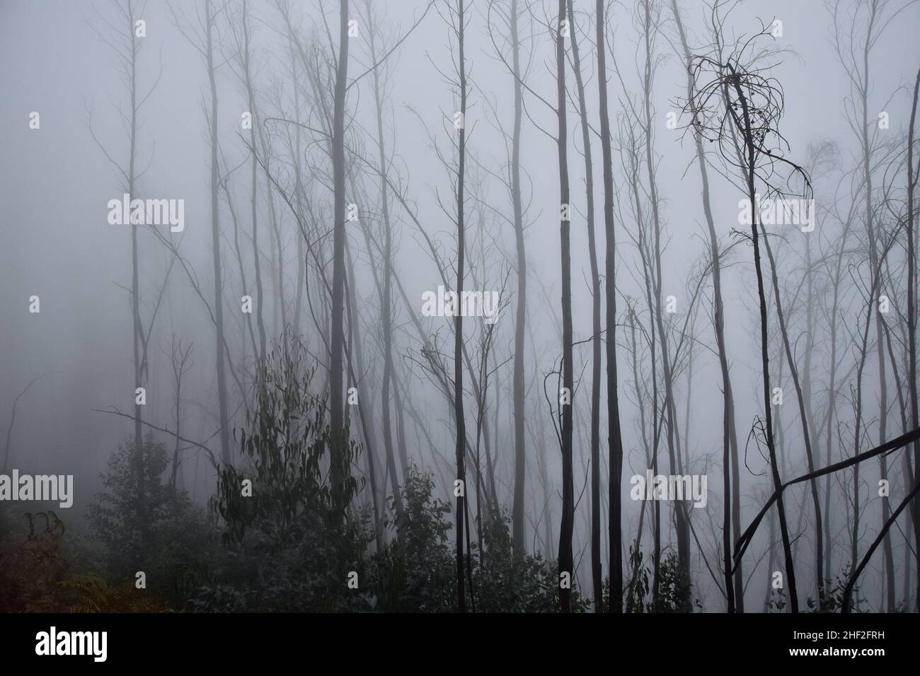 bushes on a fogy misty morning madeira Stock Photo