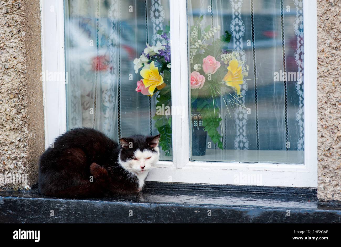 Beautiful cat sitting on windowsill outside house Stock Photo