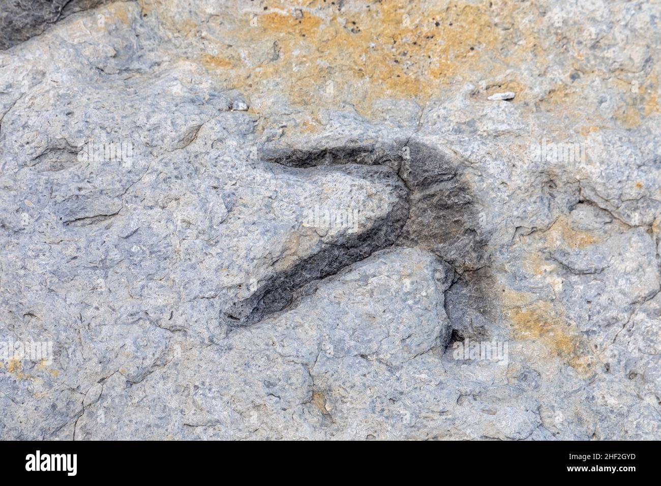 Morrison, Colorado - The tracks of an orthinomimid, a omnivorous dinosaur, at Dinosaur Ridge. Visitors can see hundreds of dinosaur footprints along t Stock Photo