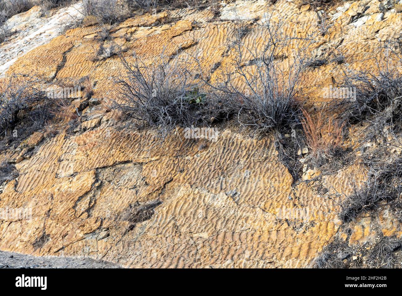 Morrison, Colorado - Wave ripple marks in the sandstone at Dinosaur Ridge. The ripple marks were left 100 million years ago when the area was a beach. Stock Photo