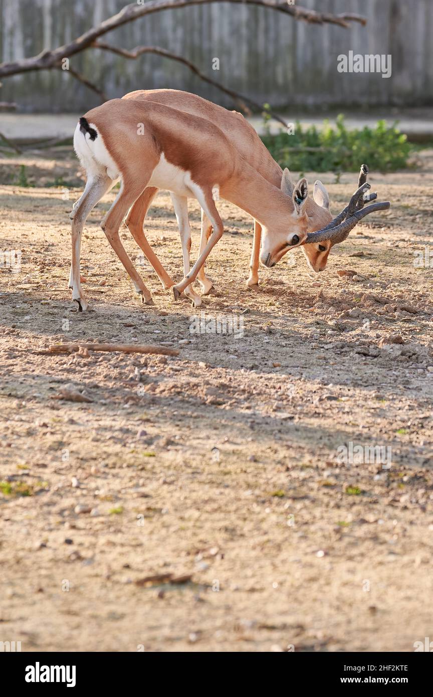 Two Dorcas Gazelles (Gazella Dorcas Neglecta) fighting through the clash of their antlers Stock Photo