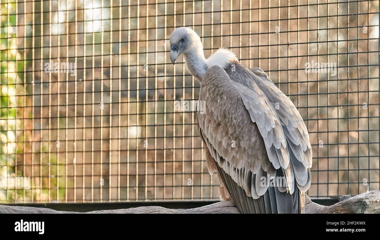 Huge bird of prey, Griffon Vulture in captivity perched on a branch inside a cage Stock Photo