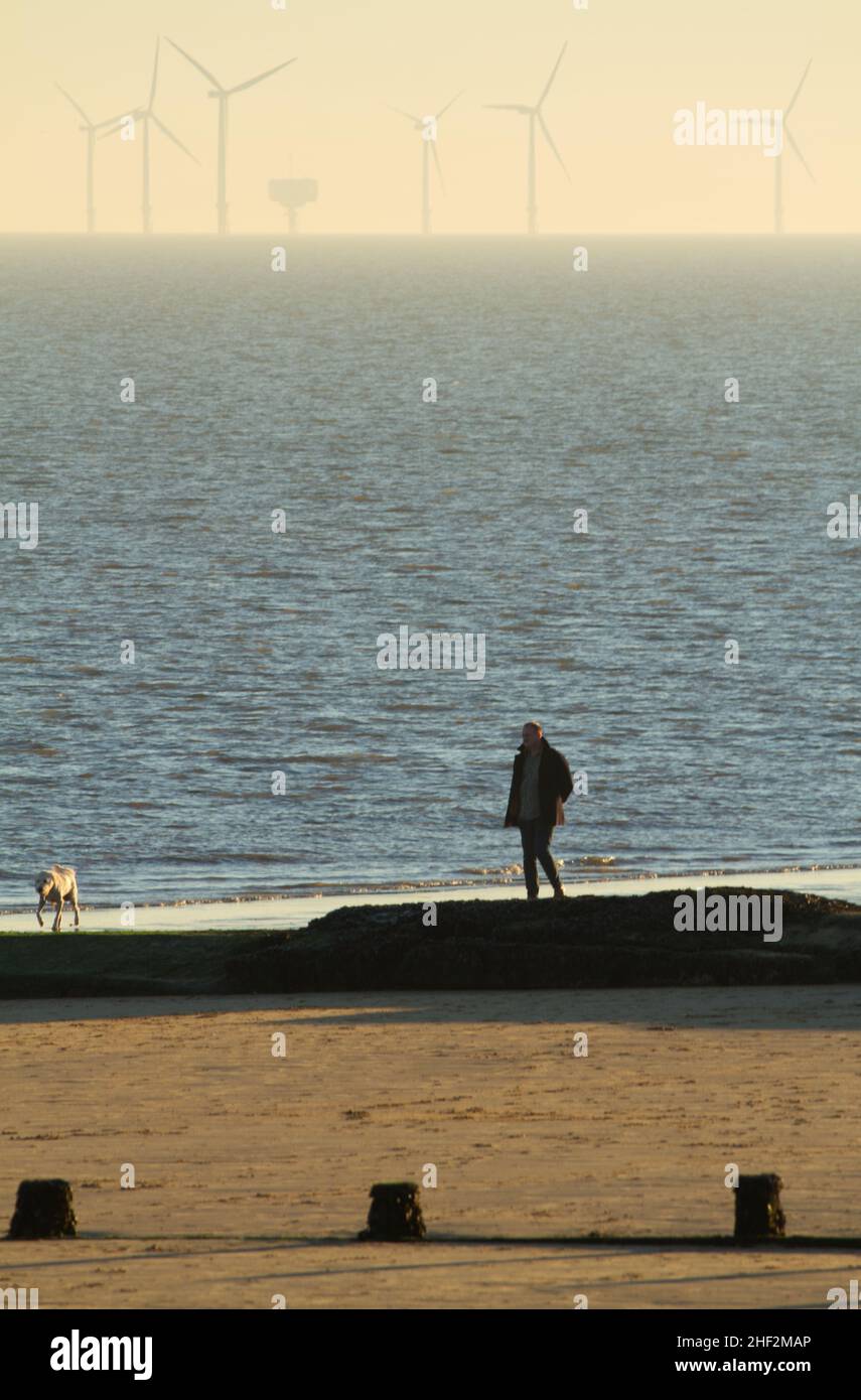 Man walking a dog on Frinton beach in Essex with Gunfleet Sands wind farm on the horizon Stock