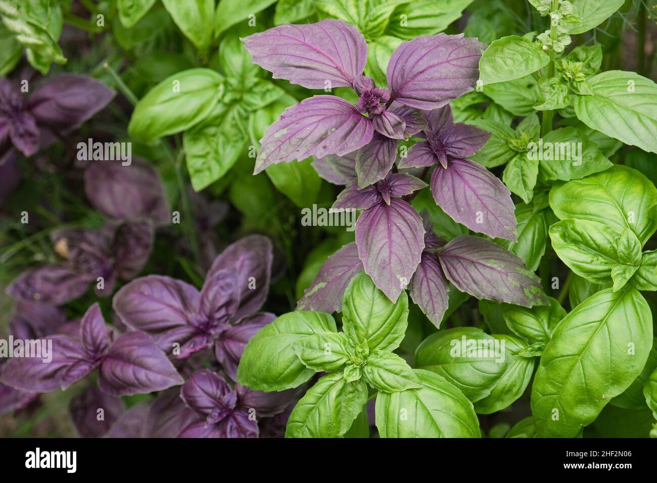 Closeup of young fresh basil plant in the ground. Ocimum basilicum in