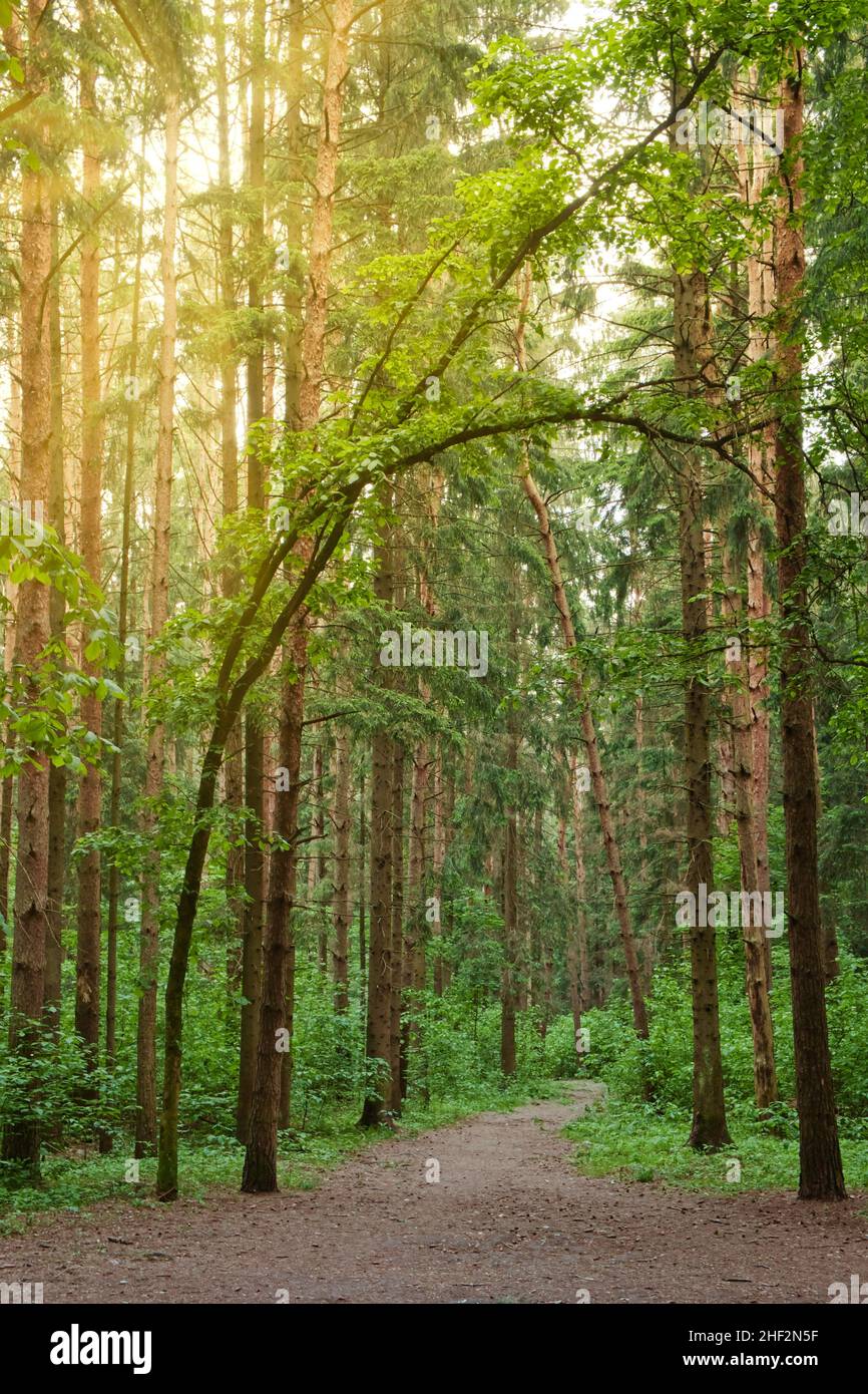 Sun light shine through tree hi-res stock photography and images - Alamy