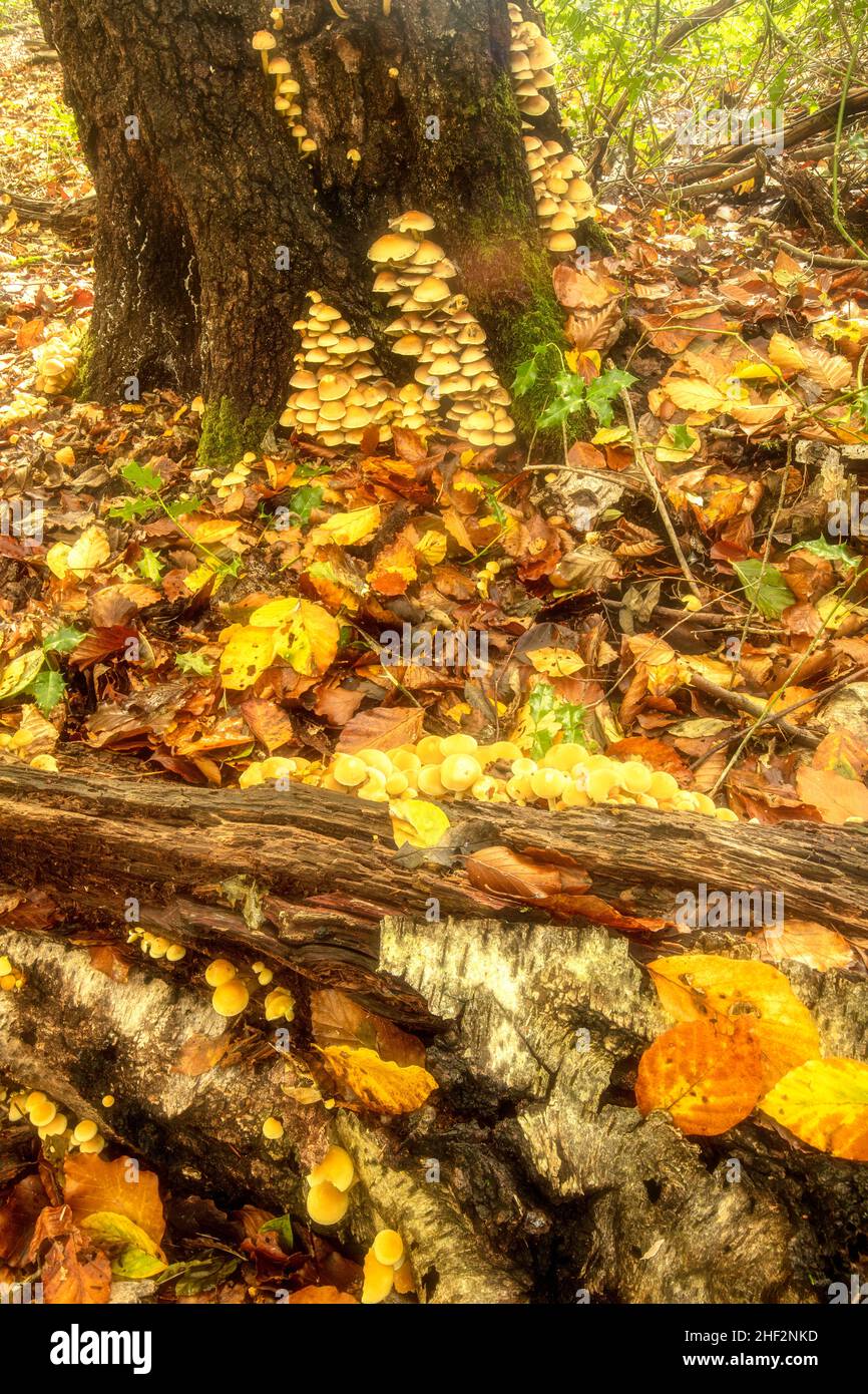 Patterns and textures in nature, intimate landscape of tree patterns ...