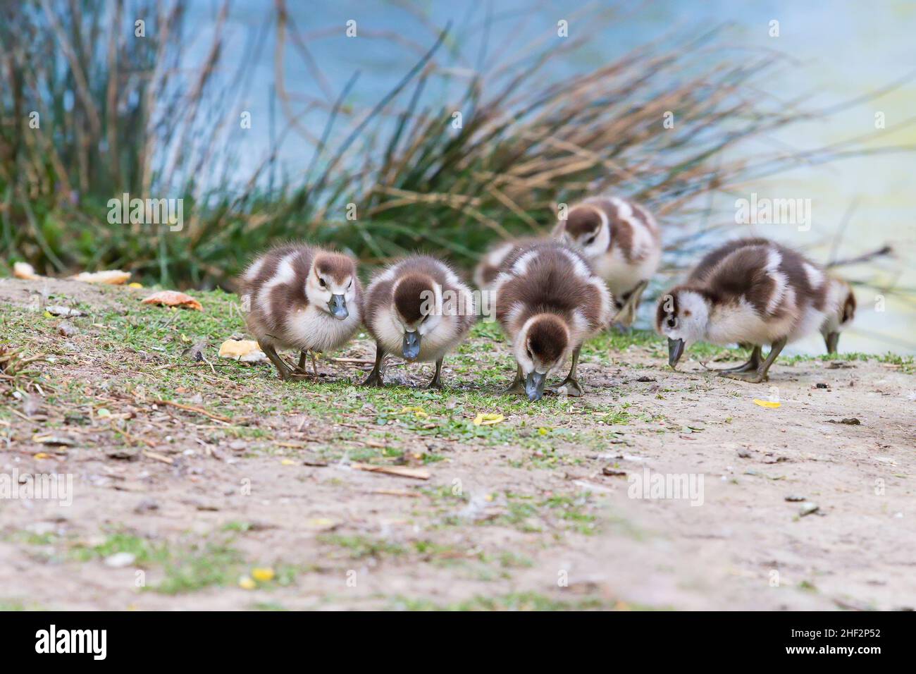 Grey ducks hi-res stock photography and images - Alamy