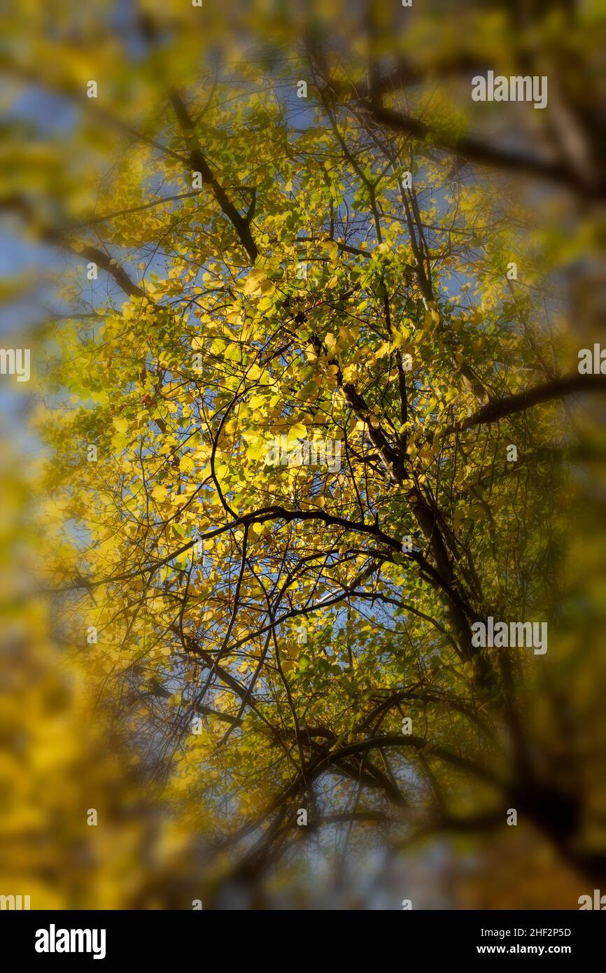 Patterns and textures in nature, intimate landscape of tree patterns ...