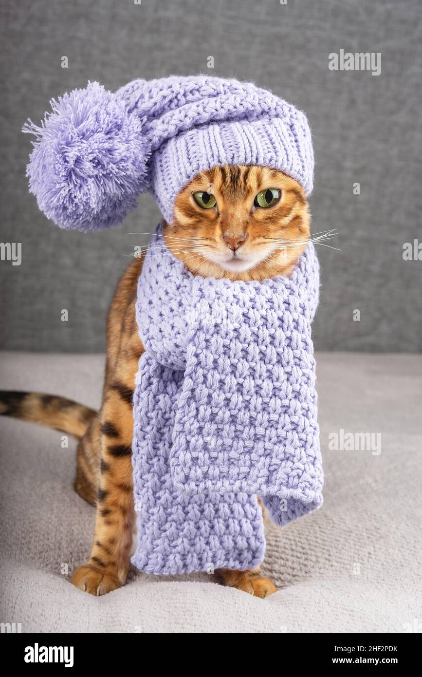A funny Bengal cat is dressed in a handmade scarf and a hat. Vertical shot Stock Photo