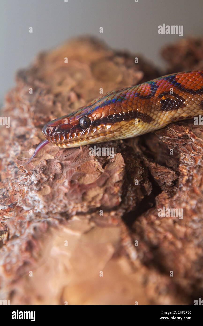 Rainbow Boa Snake - Epicrates cenchria cenchria climbs the bark of a tree and has its tongue out. Stock Photo
