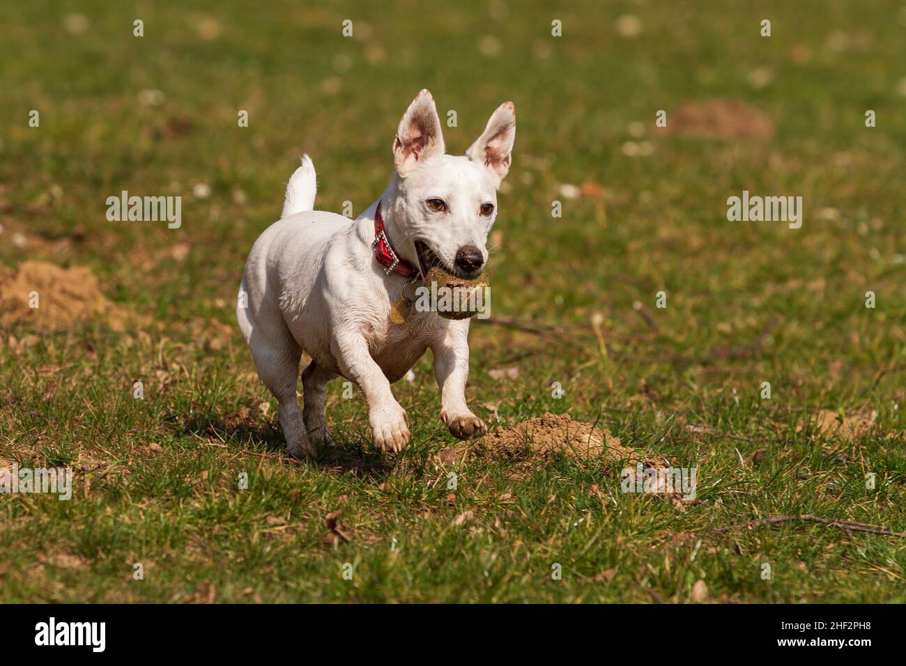 A small white dog runs across a meadow and has a balloon in his mouth. Stock Photo