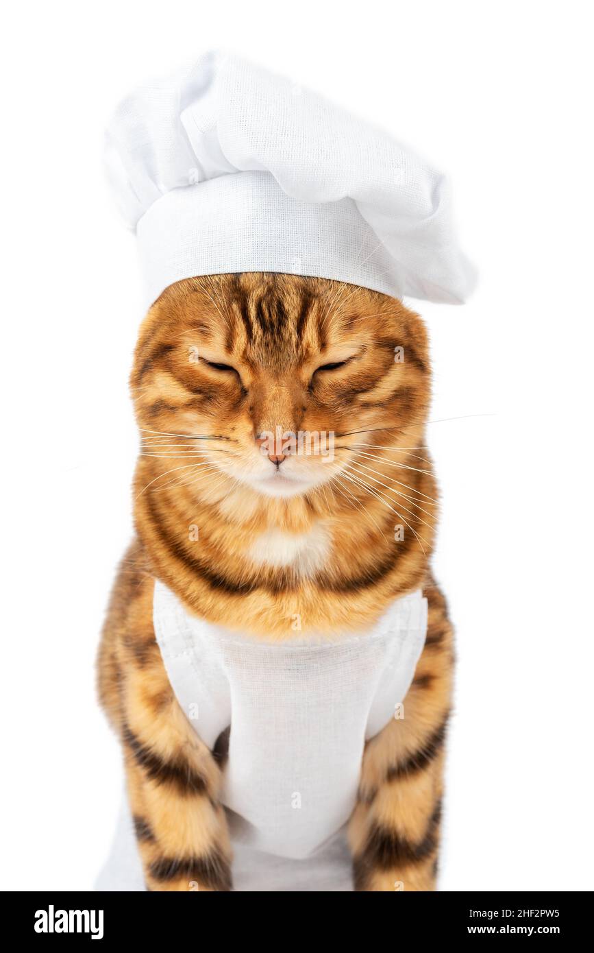 Domestic cat - cook close-up with closed eyes isolated on white background Stock Photo