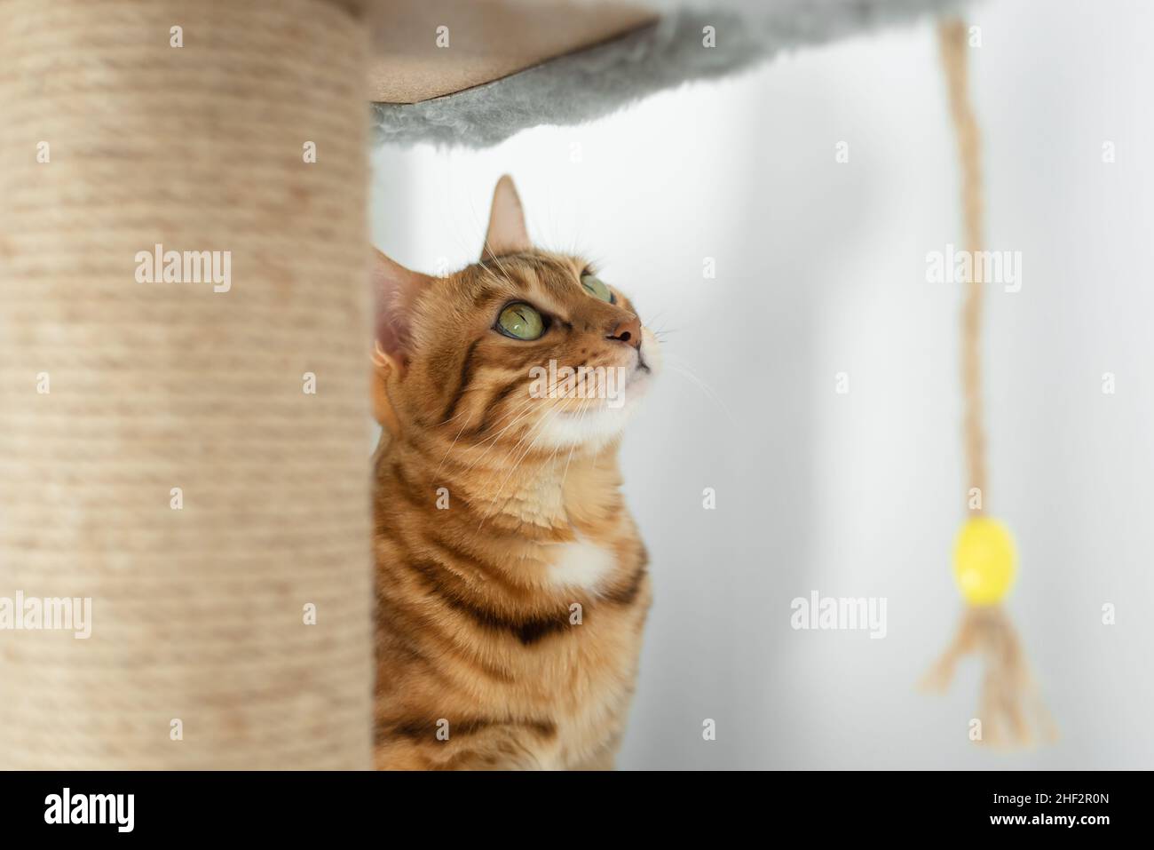 Cute domestic cat, on a scratching post on the background of the wall. Stock Photo