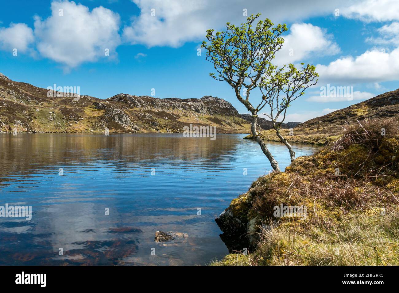 Shoreline trees and still waters of Loch Dubh in Summer, Cromore, Isle of Lewis, Scotland, UK Stock Photo