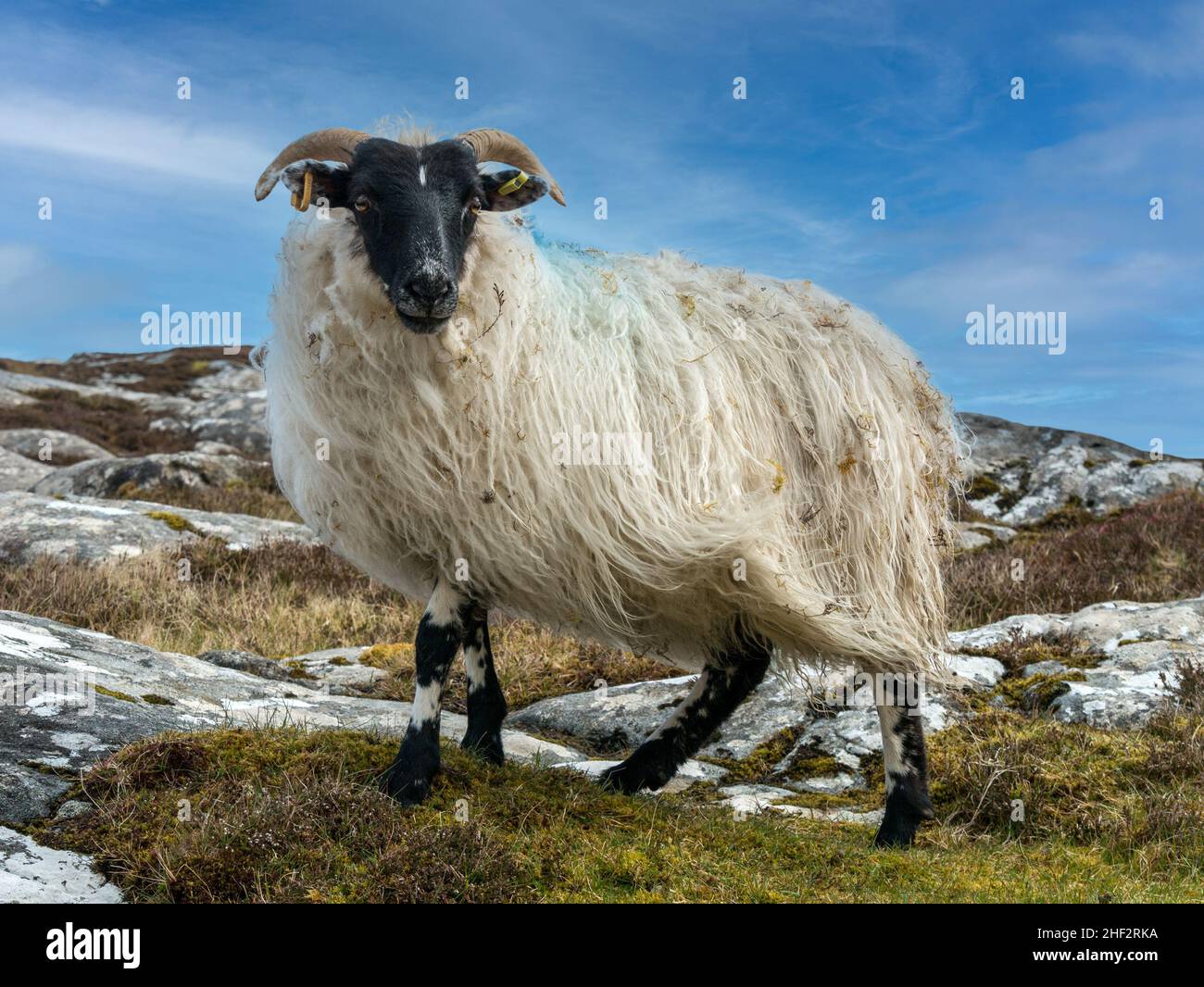 One Scottish sheep ewe with black face, horns and long, shaggy white woolly fleece standing on rocky hillside, Isle of Lewis, Scotland, UK Stock Photo