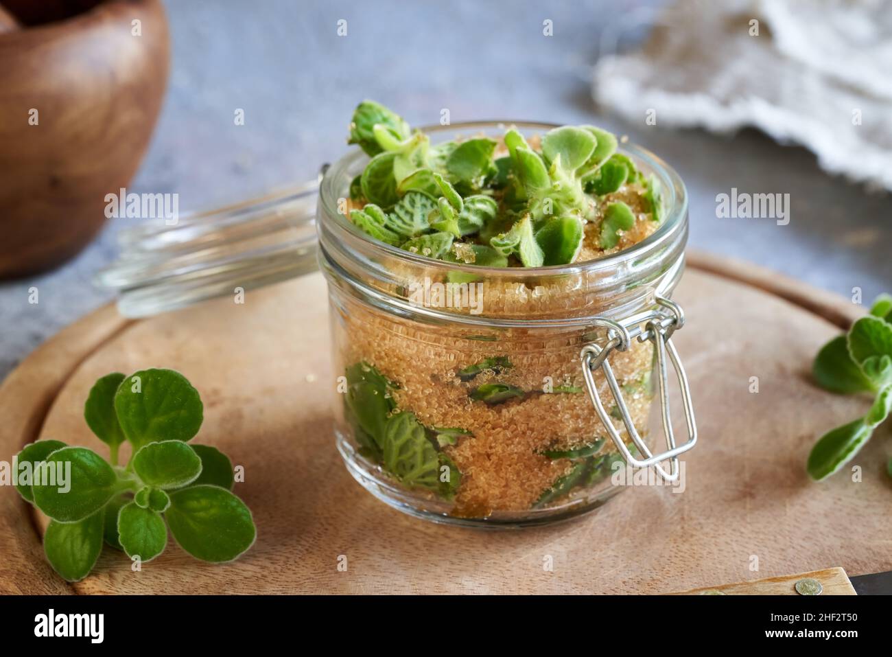 Preparation of a herbal syrup against common cold from silver spurflower and cane sugar in a glass jar Stock Photo