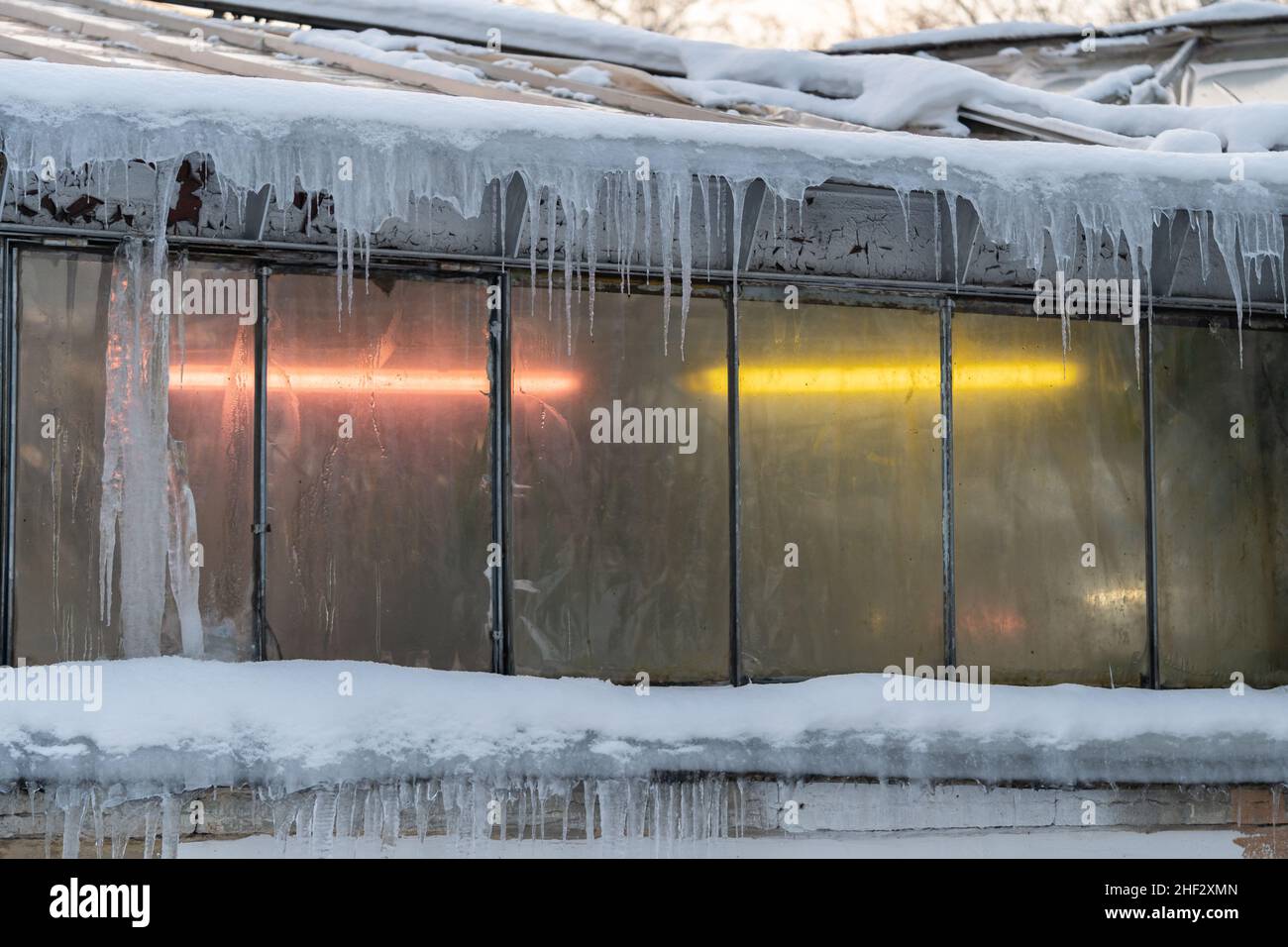 Colorful ultraviolet lamps in glasshouse for plant grow in winter