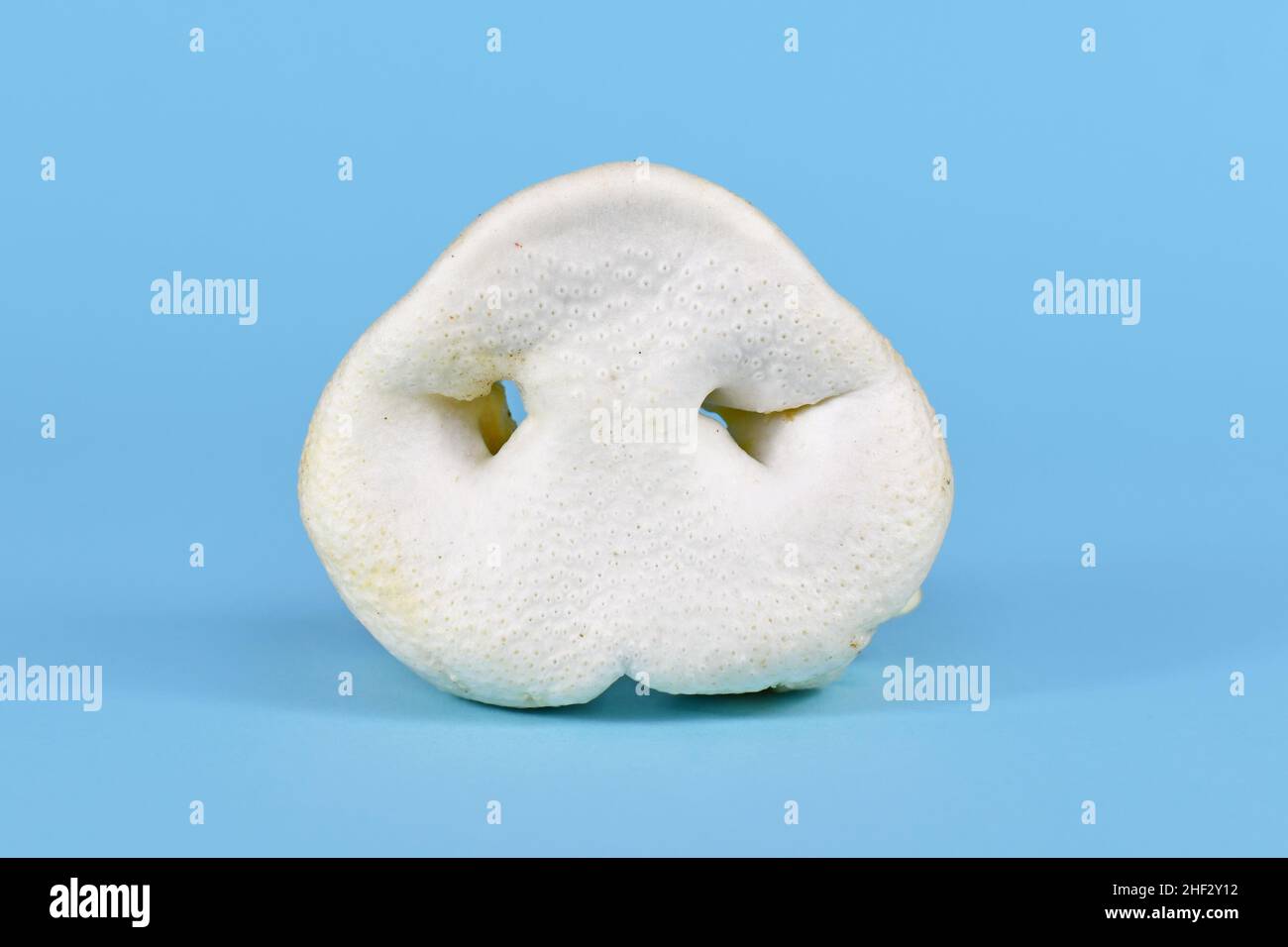 Puffed pig snout used as treats for dogs on blue background Stock Photo