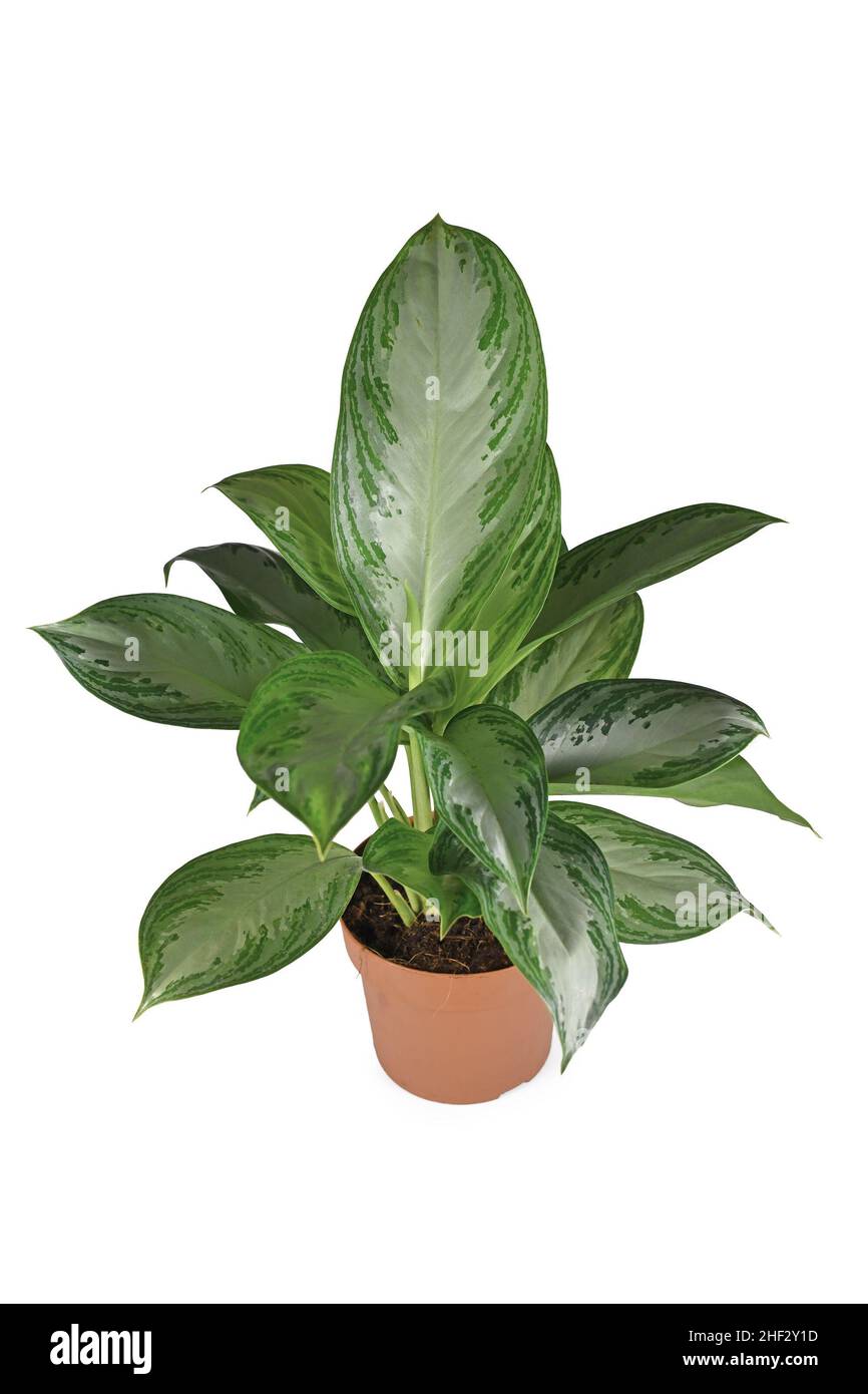 Tropical 'Aglaonema Silver Bay' houseplant with silver pattern in flower pot on white background Stock Photo