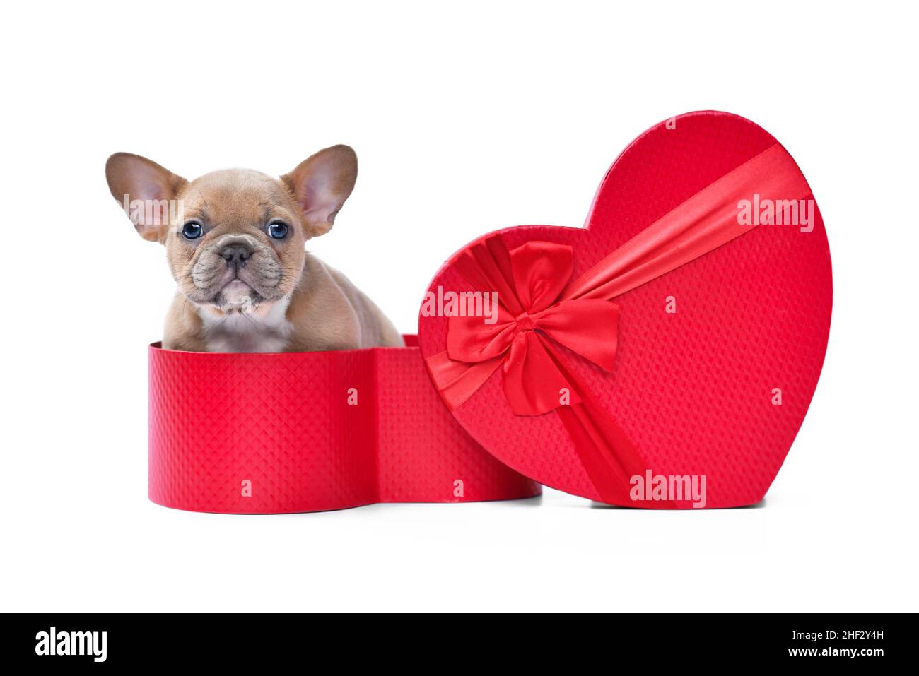 Valentine's day puppy. Lilac red fawn French Bulldog dog peeking out of red heart shaped gift box on white background Stock Photo