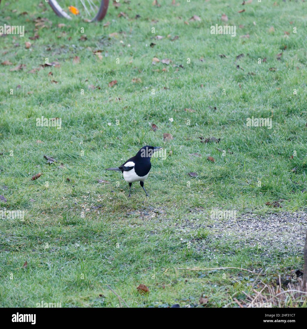 Elster (Pica pica) an einer Futterstelle im Garten Stock Photo Alamy