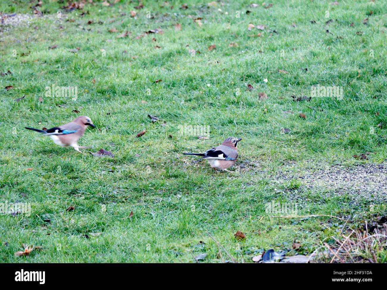 zwei Eichelhäher (Garrulus glandarius) an einer Futterstelle im Garten