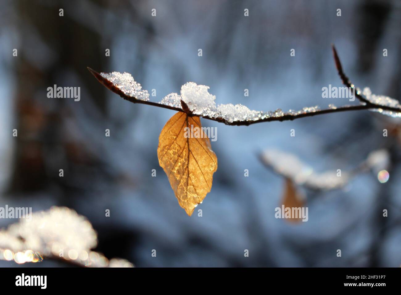 Autumn leaves in the snow. Ice covered beech leaf against a wintery background. Changing seasons theme. Stock Photo