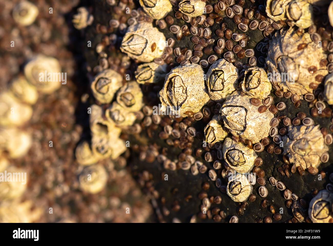 Closeup of Acorn barnacles (Semibalanus balanoides) Stock Photo