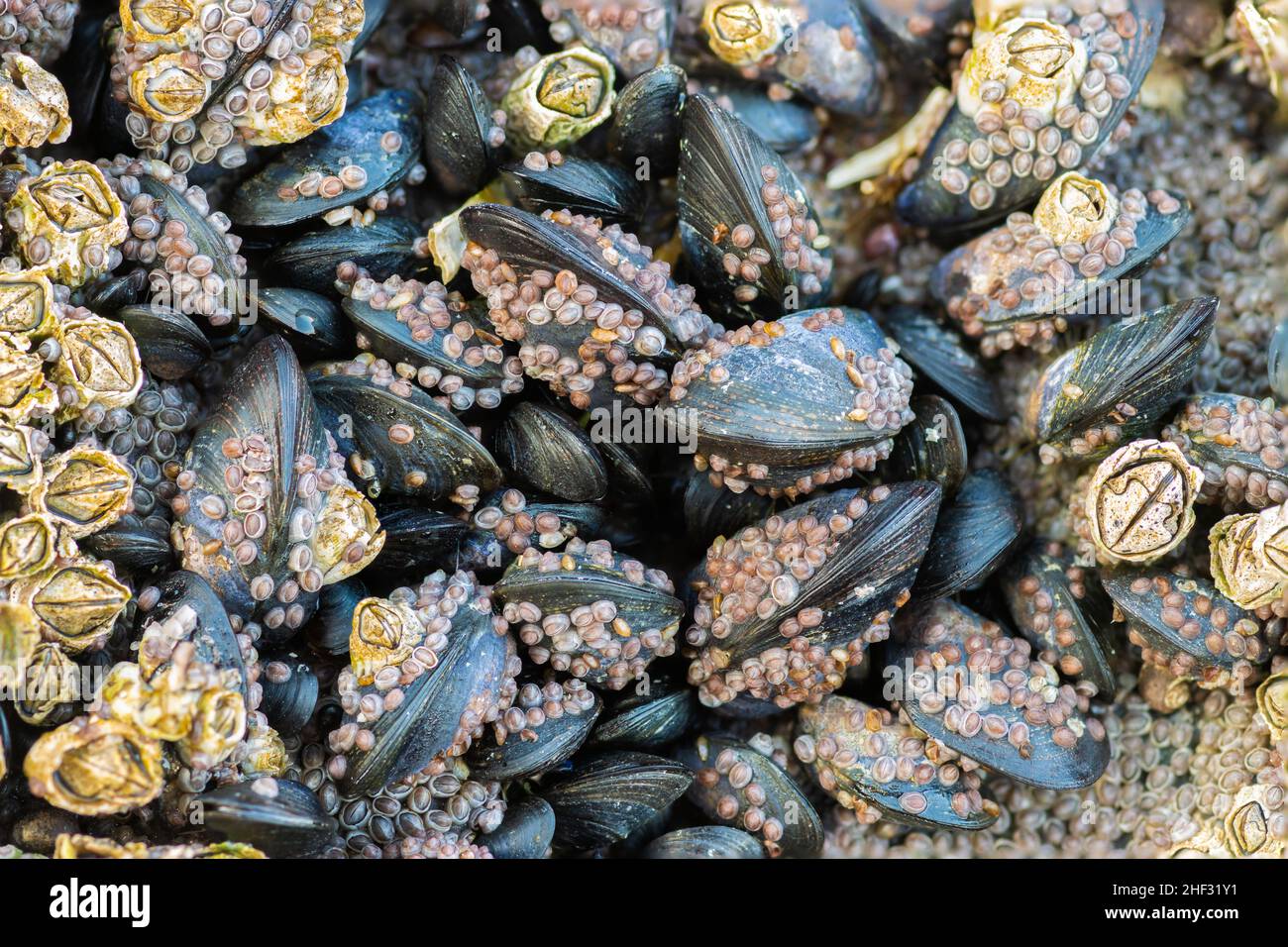 Fresh mussel covered barnacles hires stock photography and images Alamy