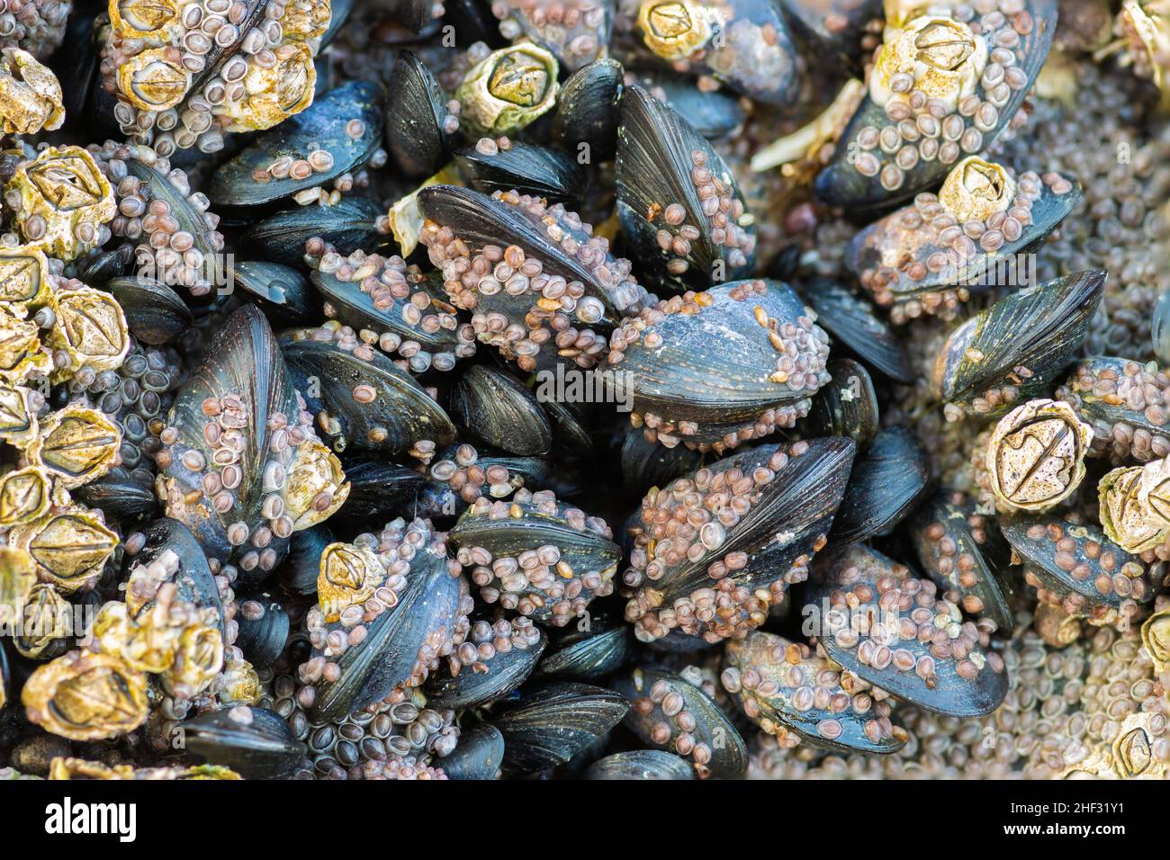 Closeup of baby mussels covered in barnacles Stock Photo