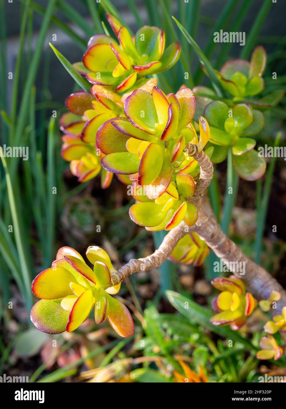 selective focus of Crassula ovata plant (Money Plant,Jade Plant, Friendship Tree) with blurred