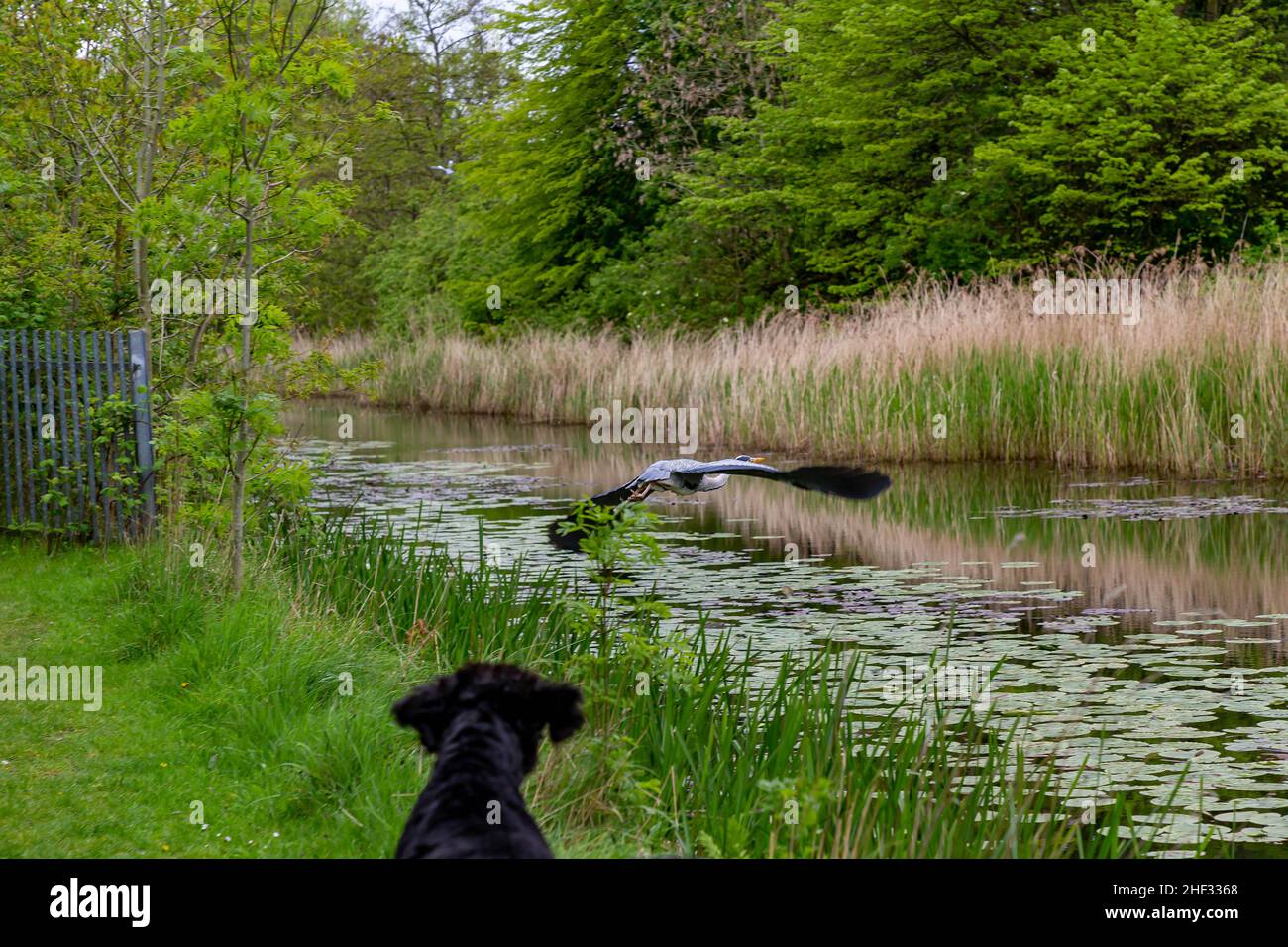 Black Labradoodle dog chasing a Heron along the banks of the St Helen's Canal, Sankey Valley Park, Cheshire, England Stock Photo