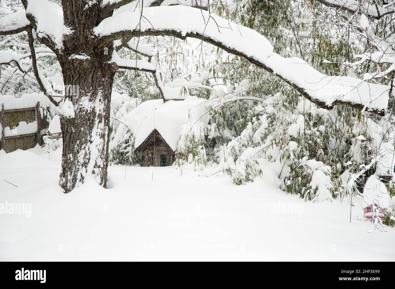 After a blizzard in the Washington, DC, area, tree and shrubbery show several inches of snow accumulation. Stock Photo