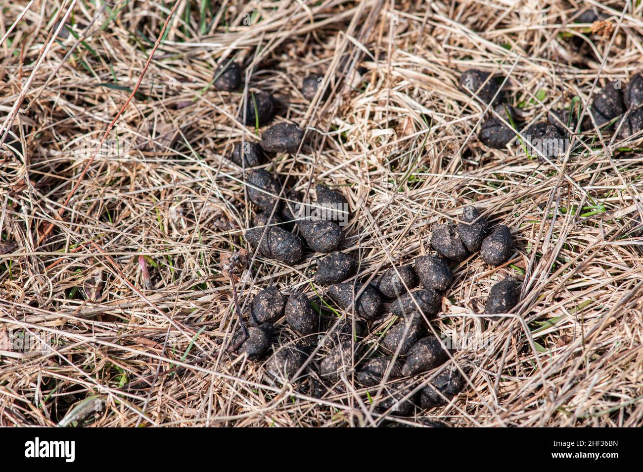 White Tailed Deer (Odocoileus virginianus) droppings in dried grass, Shenandoah National Park. Stock Photo