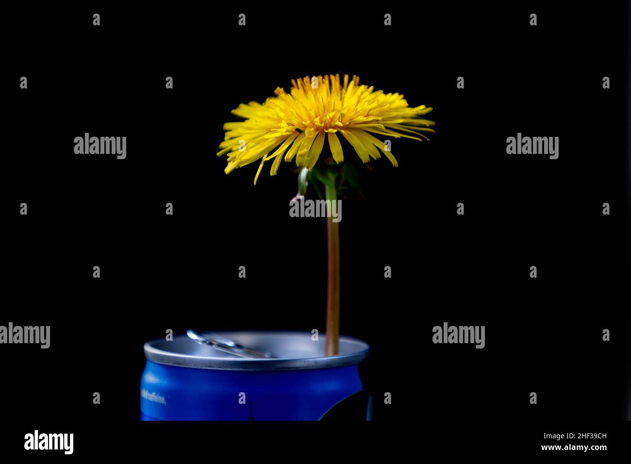Wild yellow Dandelion picked from a park and placed in an old drinks can against a black background Stock Photo