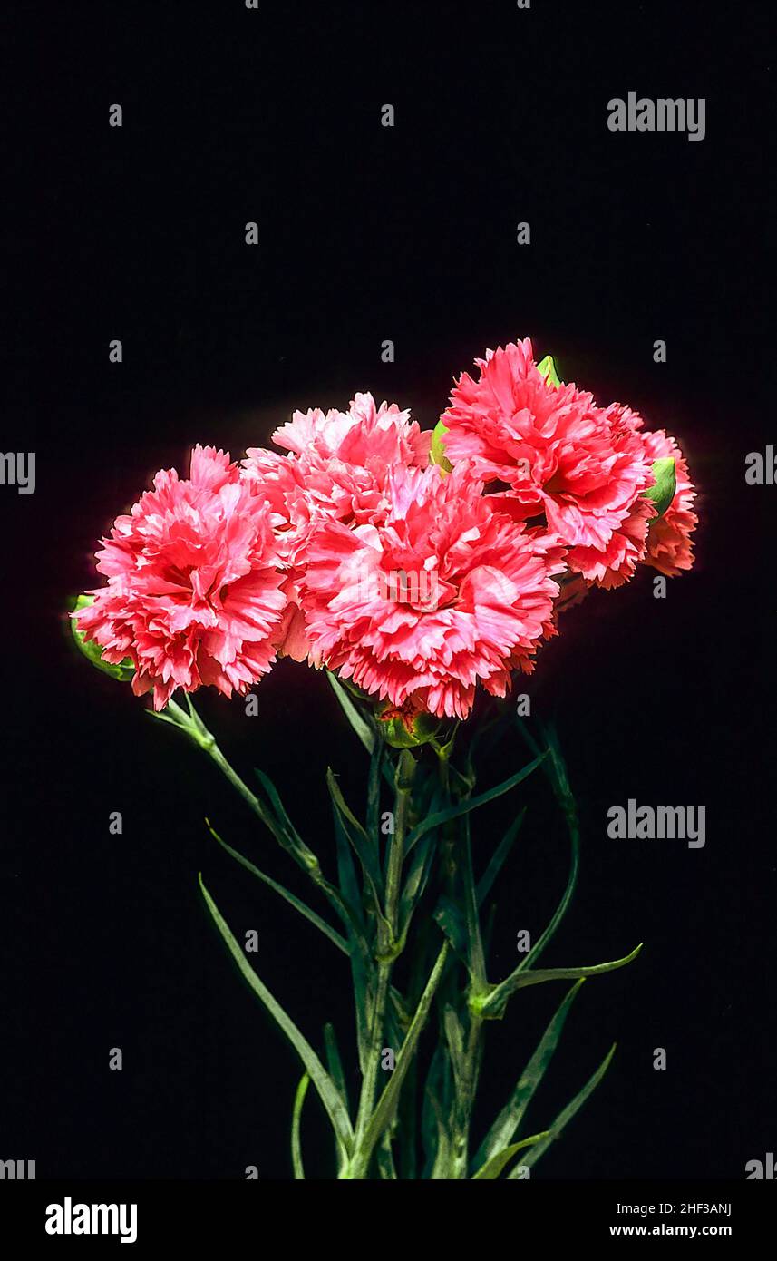 Close up of Dianthus Devon Pride flowers set against black background An evergreen perennial that is fully hardy. Also called Carnation or Pink Stock Photo