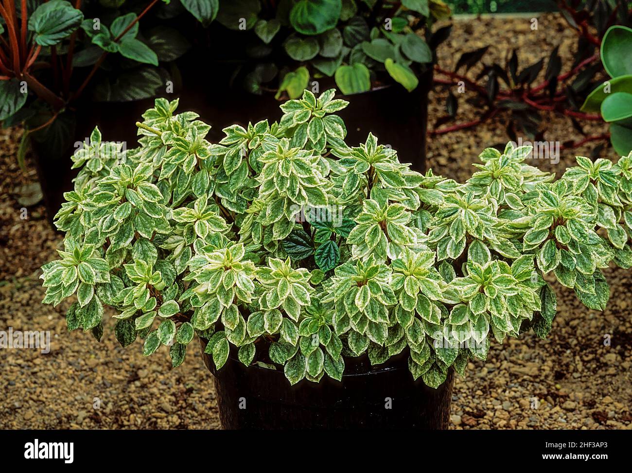 Peperomia Green Valley Variegata an evergreen compact succulent houseplant that has green leaves with white edging and is a frost tender perennial Stock Photo