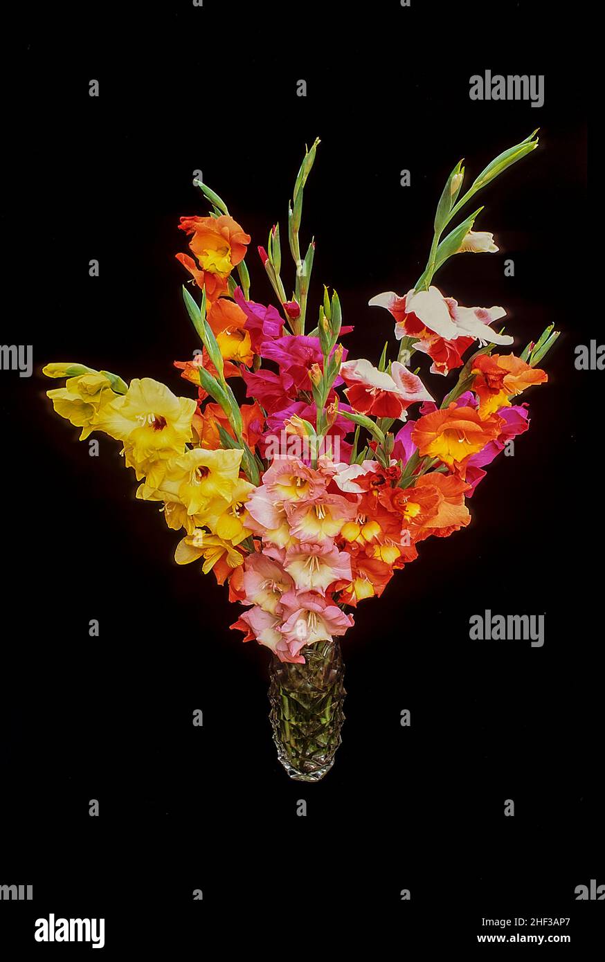 Mixed Gladioli in a glass vase set against a black background. Stock Photo