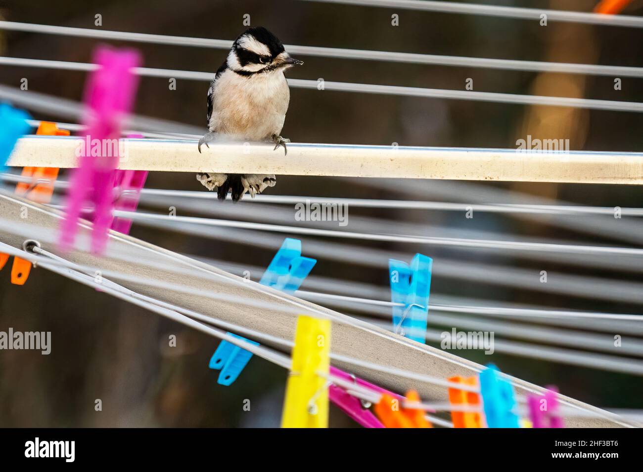 Downy woodpecker in Backyard habitat Stock Photo - Alamy