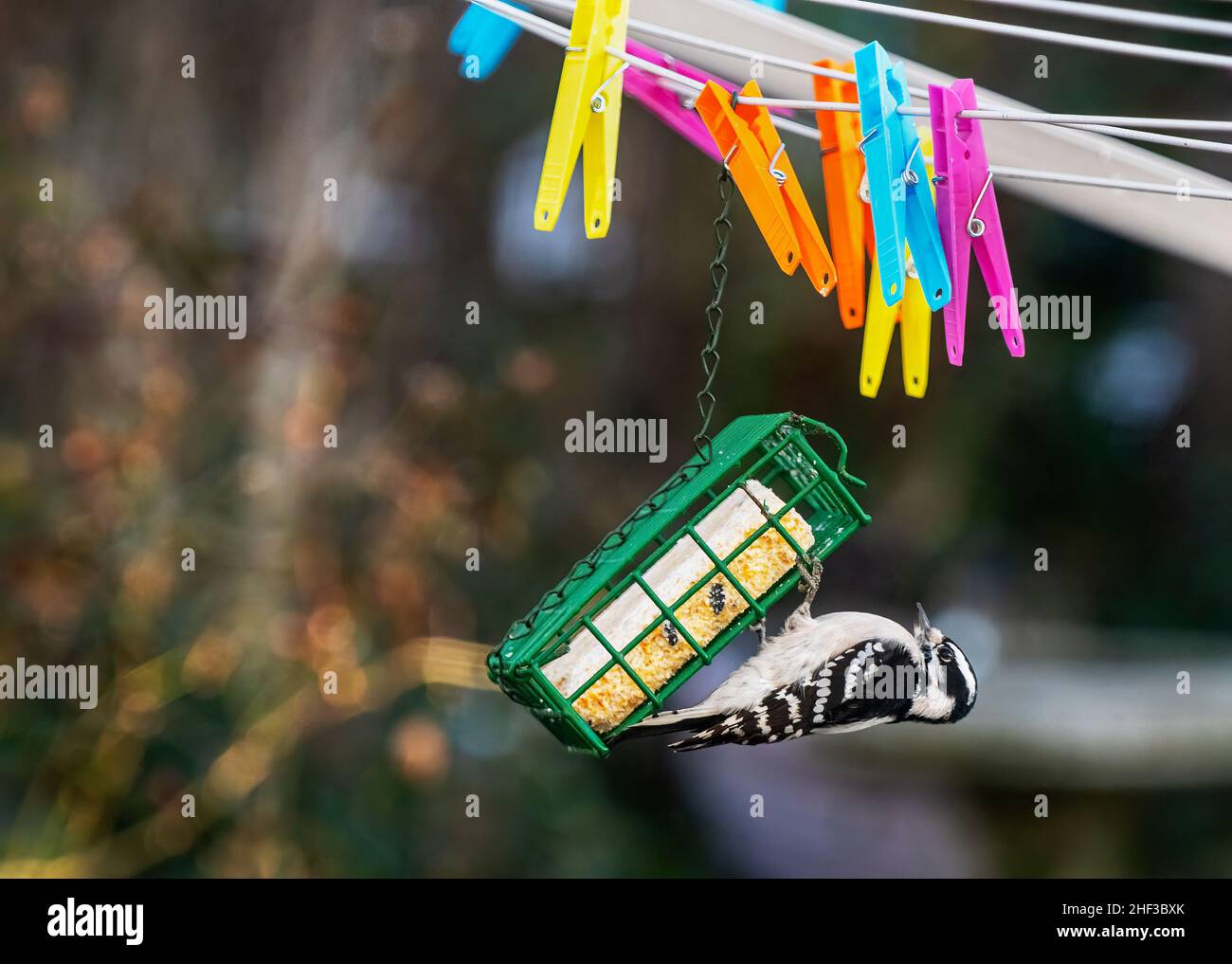 Downy woodpecker in Backyard habitat Stock Photo - Alamy