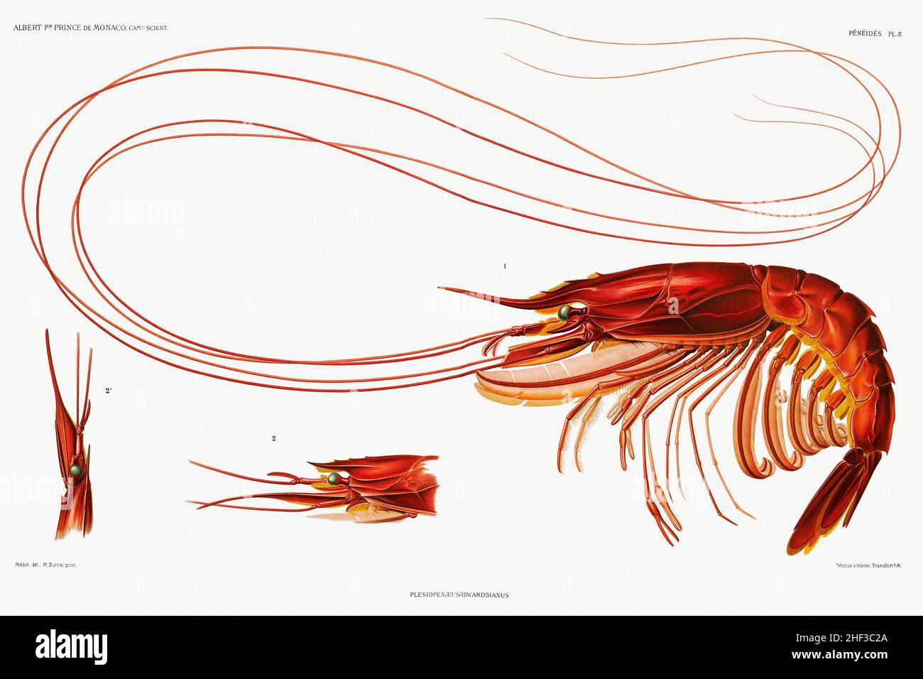 Shrimp illustration from Résultats des Campagnes Scientifiques by Albert I, Prince of Monaco (1848–1922). Stock Photo