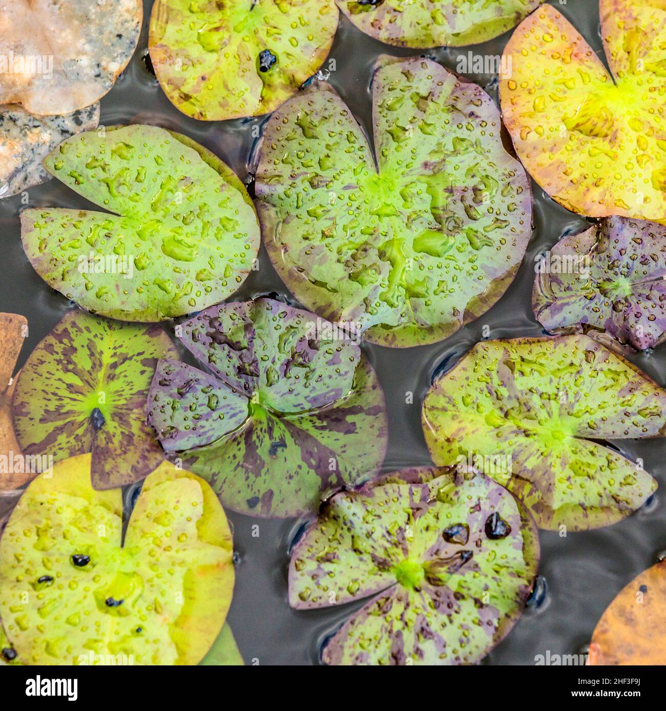 leaves of water lily in rain floating in the lake Stock Photo - Alamy