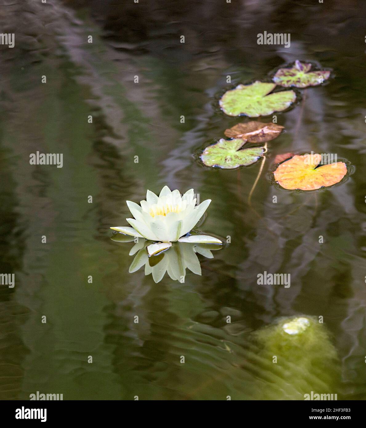 blooming water lily floating in the lake Stock Photo Alamy
