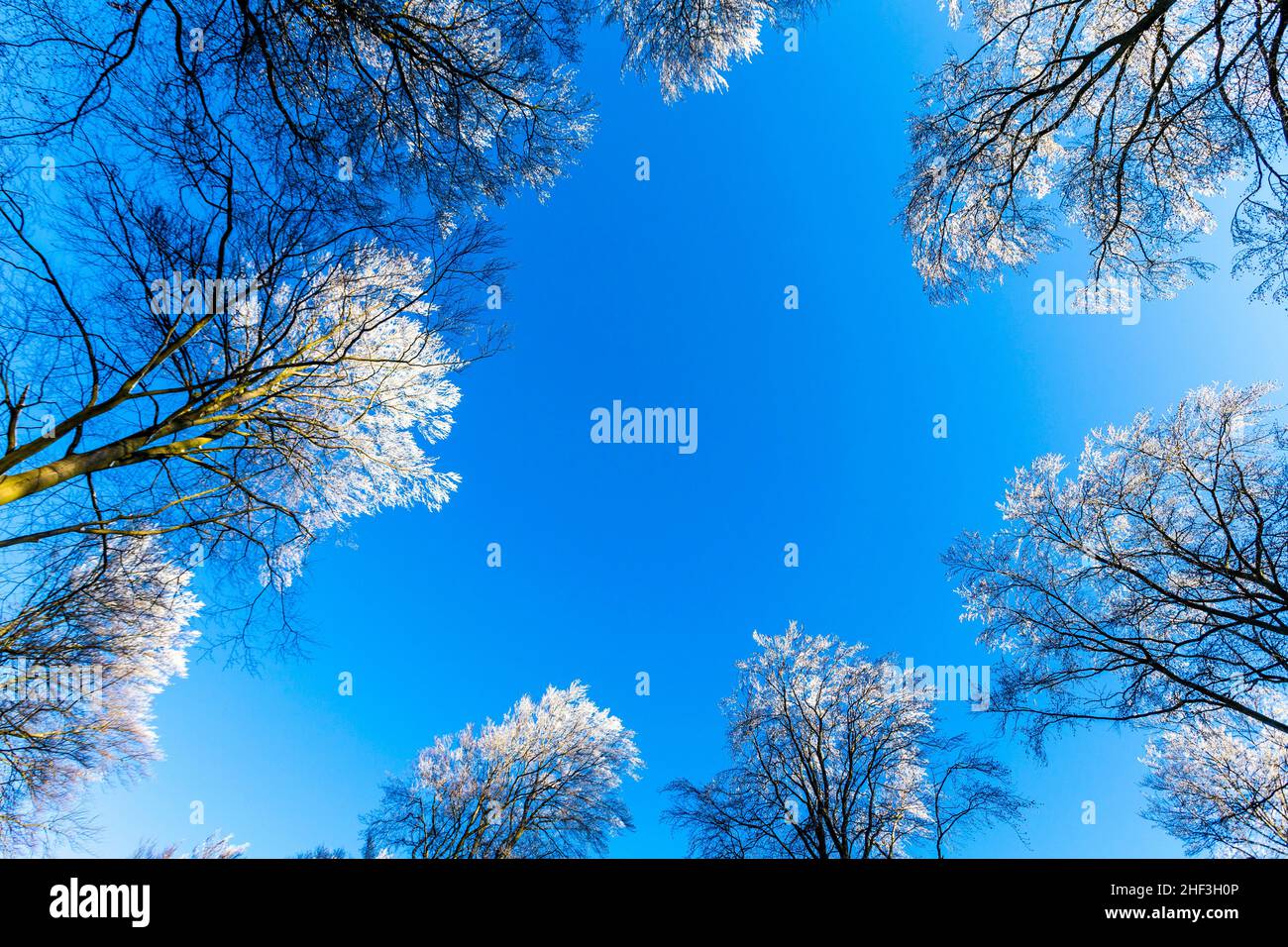 snow covered branches of a tree under blue sky Stock Photo - Alamy