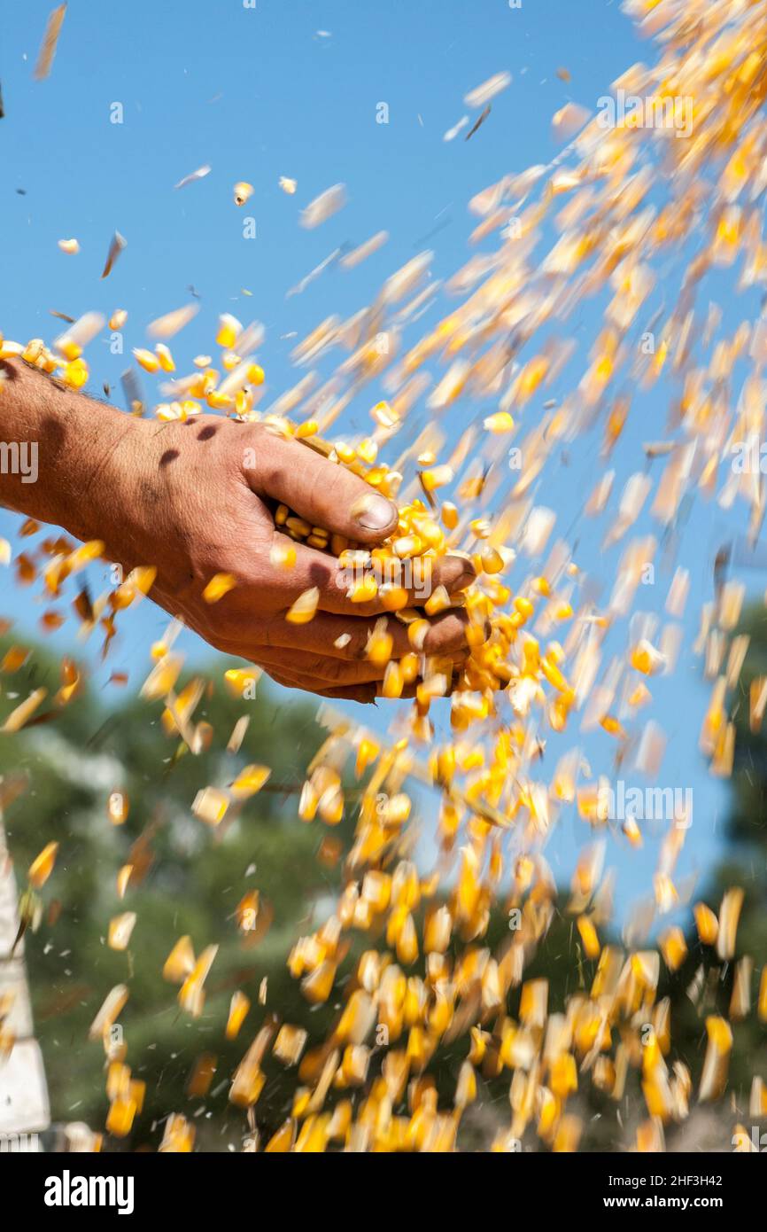Farmer's hands holding harvested grain corn that are dropped by the harvester on a farm in Brazil Stock Photo